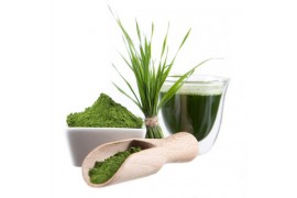 Хлорелла: что это, полезные свойства