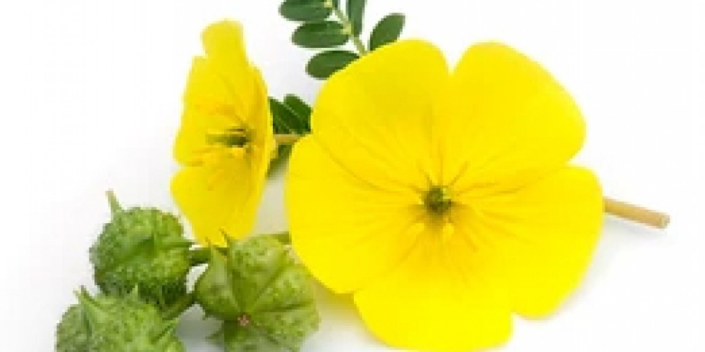 Трибулус Террестрис: что это такое, состав, полезные свойства