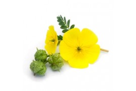 Трибулус Террестрис: что это такое, состав, полезные свойства