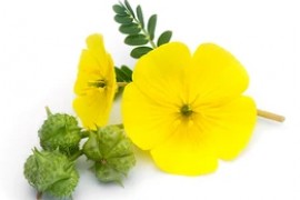 Трибулус Террестрис: что это такое, состав, полезные свойства