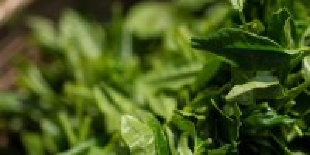 Экстракт зеленого чая