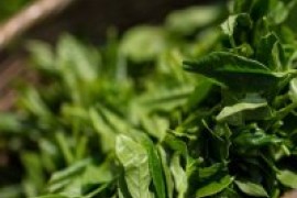 Экстракт зеленого чая