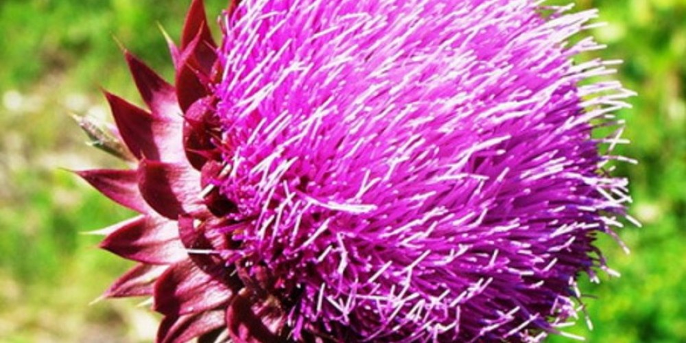 Экстракт левзеи