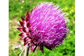 Экстракт левзеи