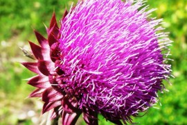 Экстракт левзеи