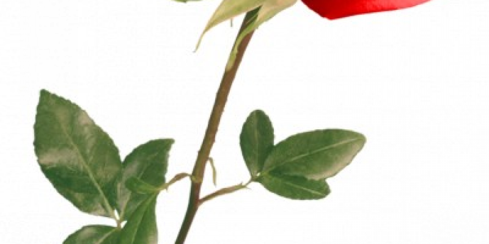 Цветы для наших клиенток 8 марта!