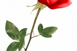 Цветы для наших клиенток 8 марта!