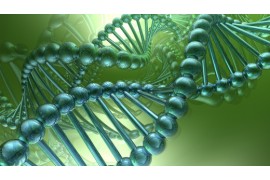 Что такое коэнзим Q10